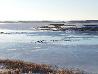 image/_fugle_roskilde_fjord-463.jpg