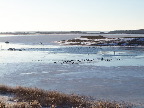 image/_fugle_roskilde_fjord-464.jpg