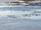 image/_fugle_roskilde_fjord-465.jpg