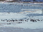 image/_fugle_roskilde_fjord-466.jpg