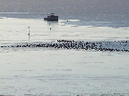 image/_fugle_roskilde_fjord-467.jpg