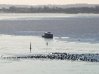 image/_fugle_roskilde_fjord-468.jpg