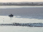 image/_fugle_roskilde_fjord-469.jpg