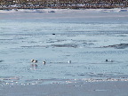image/_fugle_roskilde_fjord-470.jpg
