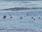 image/_fugle_roskilde_fjord-481.jpg