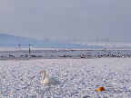 image/_fugle_roskilde_fjord-522.jpg