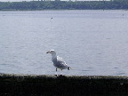 image/_havmaage-16.jpg