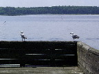 image/_havmaager-14.jpg