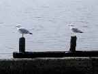 image/_havmaager-24.jpg