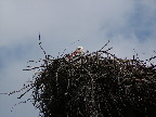 image/_stork_paa_rede-03.jpg