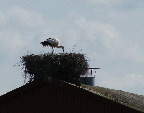 image/_stork_paa_rede-04.jpg