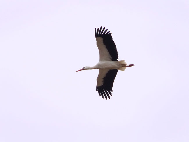 image/flyvende_stork-435.jpg