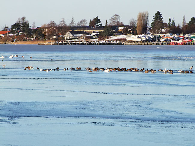 image/fugle_roskilde_fjord-417.jpg