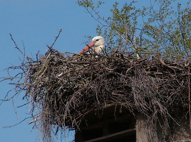 image/stork_paa_rede-08.jpg