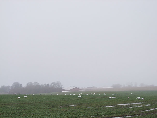 image/svaner-079.jpg