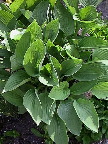 image/_planter-20.jpg