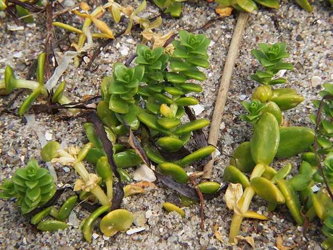 image/groen_plante-48.jpg