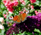 image/_paafugloeje_sommerfugl-01.jpg