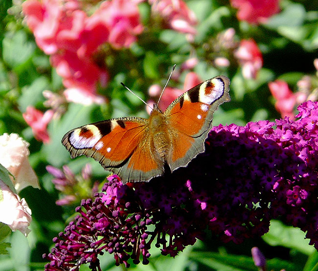 image/paafugloeje_sommerfugl-01.jpg