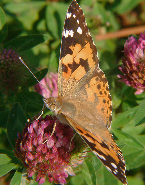 image/tidselsommerfugl-03.jpg