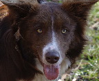 image/_hyrdehund-14.jpg