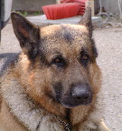 image/_shaefferhund-73.jpg