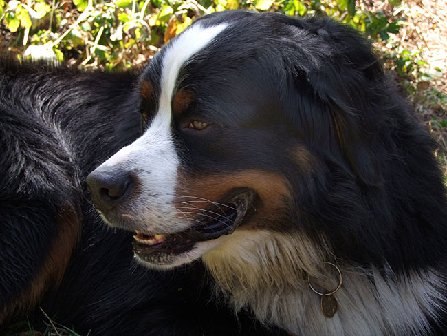 image/hund-51.jpg