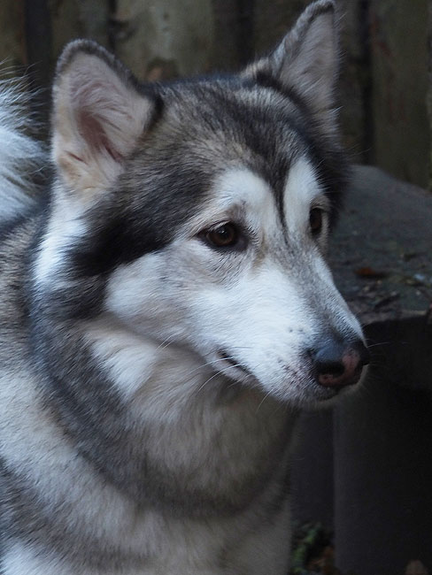 image/hund-5208.jpg