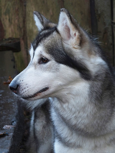 image/hund-5210.jpg