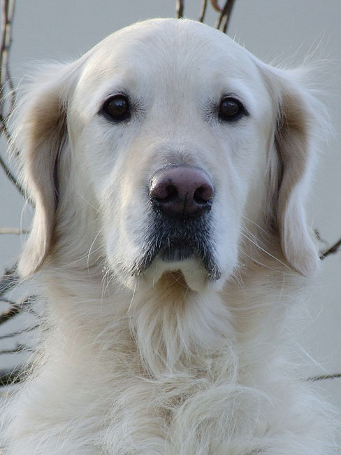 image/hund-66.jpg