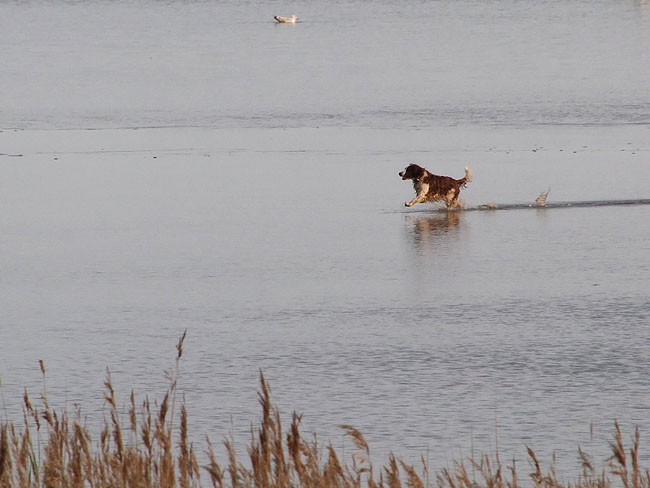 image/hund-703.jpg
