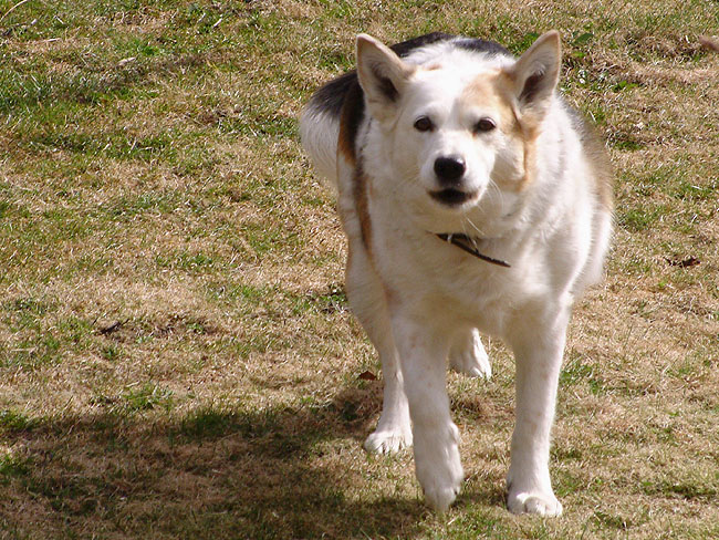 image/hund-93.jpg