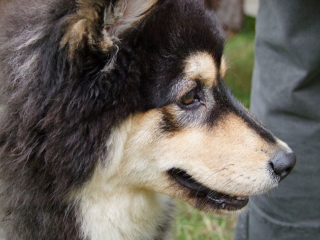 image/hundehvalp-507.jpg