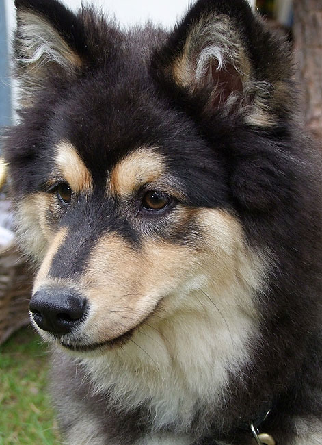 image/hundehvalp-509.jpg