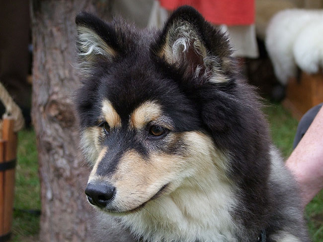 image/hundehvalp-510.jpg