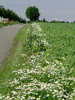 image/_groeftekanten_blomster-05.jpg