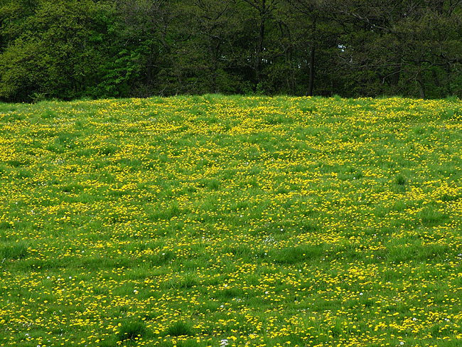 image/blomster_i_engen79.jpg
