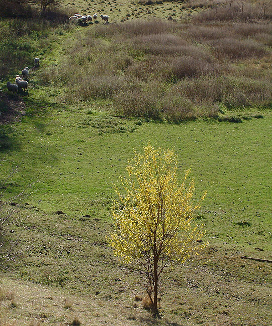 image/landskab-066.jpg
