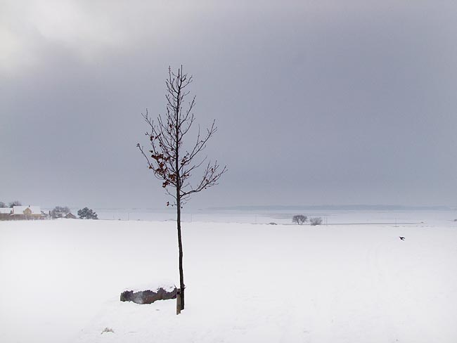image/vinter_landskab-311.jpg