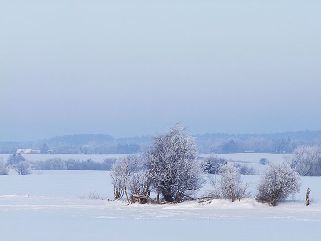 image/vinter_landskab-607.jpg