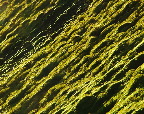 image/_mos_paa_straatag-44.jpg