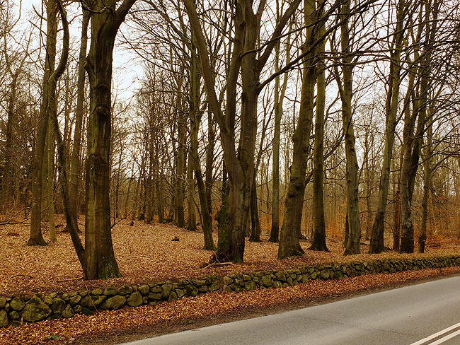 image/skovdige-371.jpg