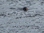 image/_sael_limfjorden-351.jpg