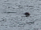 image/_sael_limfjorden-352.jpg