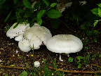 image/_mark_champignon-684.jpg