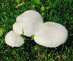 image/_markchampignon-22.jpg