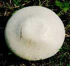 image/_markchampignon-24.jpg