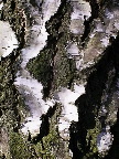 image/_birkebark-05.jpg