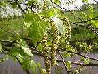 image/_birkeblomster-01.jpg