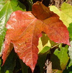 image/_blad_efteraarsfarver-66.jpg